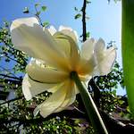 image: Image from the photoset &lsquo;escher blummen (xxxix)&rsquo;.