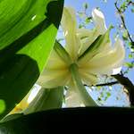 image: Image from the photoset &lsquo;escher blummen (xxxix)&rsquo;.