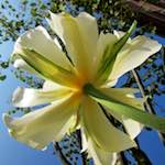 image: Image from the photoset &lsquo;escher blummen (xxxix)&rsquo;.