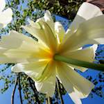 image: Image from the photoset &lsquo;escher blummen (xxxix)&rsquo;.