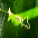 image: Image from the photoset &lsquo;escher blummen (xxxix)&rsquo;.