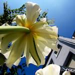 image: Image from the photoset &lsquo;escher blummen (xxxix)&rsquo;.