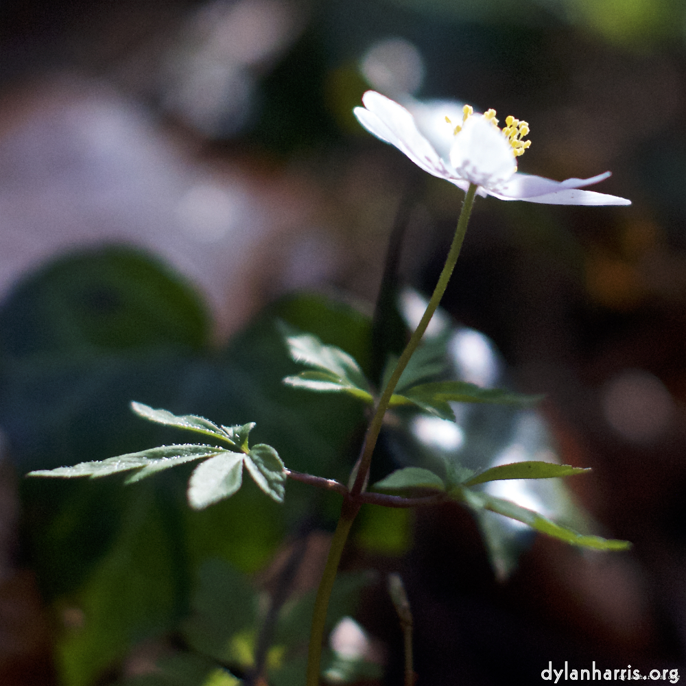 Image: Image 'escher blummen (lxxix) 1'.