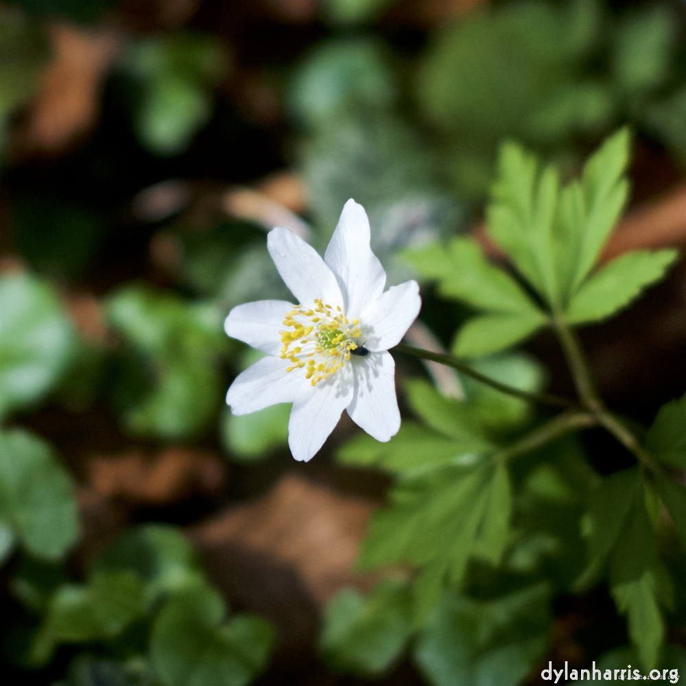 Image: Image 'escher blummen (lxxix) 2'.