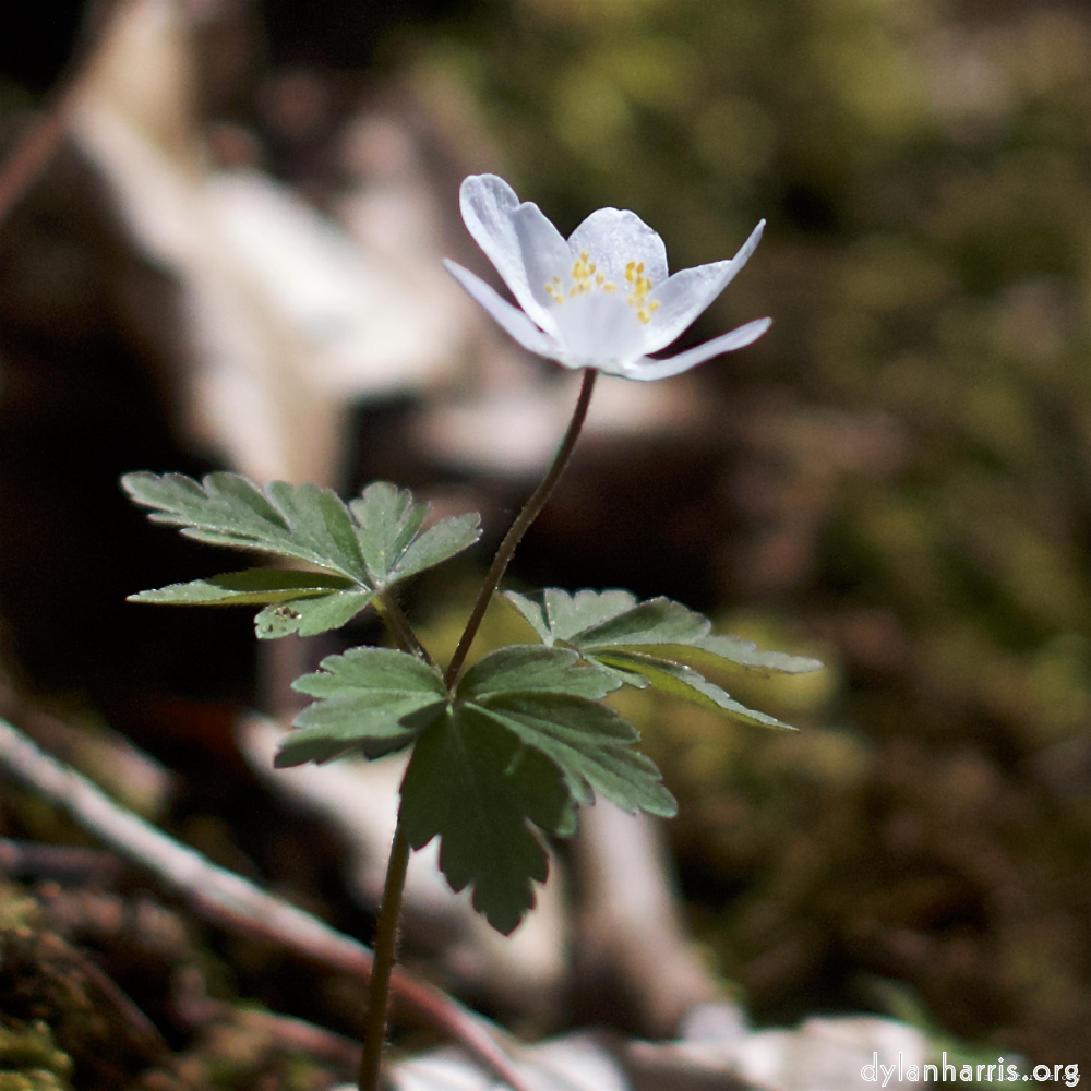 Image: Image 'escher blummen (lxxix) 5'.