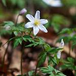 Image: Sixth image from the photoset 'escher blummen (lxxix)'.