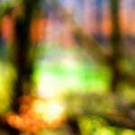 Image: Fifth image from the photoset 'wood (xxvi)'.