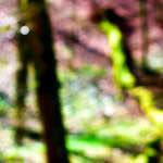 Image: Sixth image from the photoset 'wood (xxvi)'.