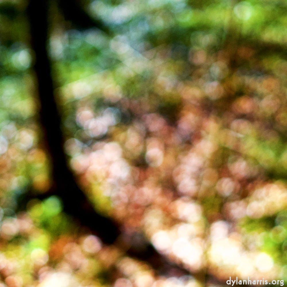 Image: Image 'wood (xxvii) 3'.