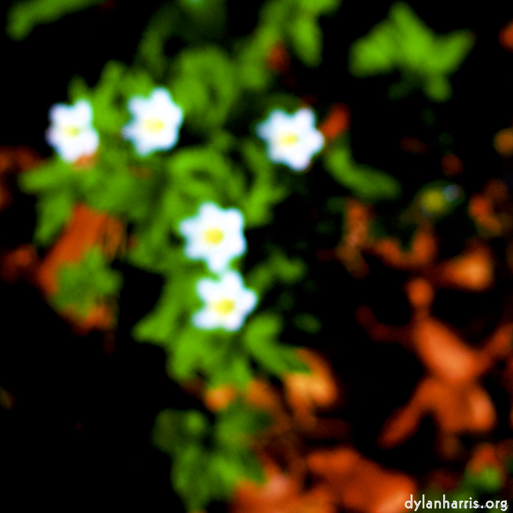 image: This is &lsquo;wood (xxvii) 5&rsquo;.