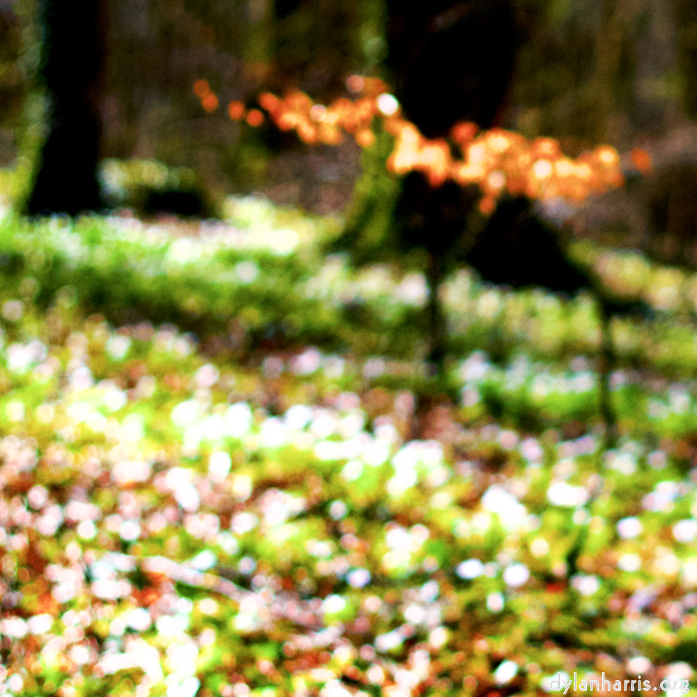 Image: Image 'wood (xxvii) 6'.