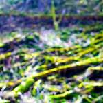 image: Image from the photoset &lsquo;wood (xxvii)&rsquo;.