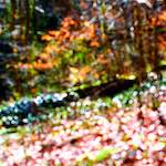 image: Image from the photoset &lsquo;wood (xxvii)&rsquo;.