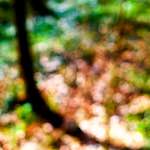 image: Image from the photoset &lsquo;wood (xxvii)&rsquo;.