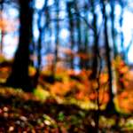 image: Image from the photoset &lsquo;wood (xxvii)&rsquo;.