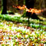 image: Image from the photoset &lsquo;wood (xxvii)&rsquo;.