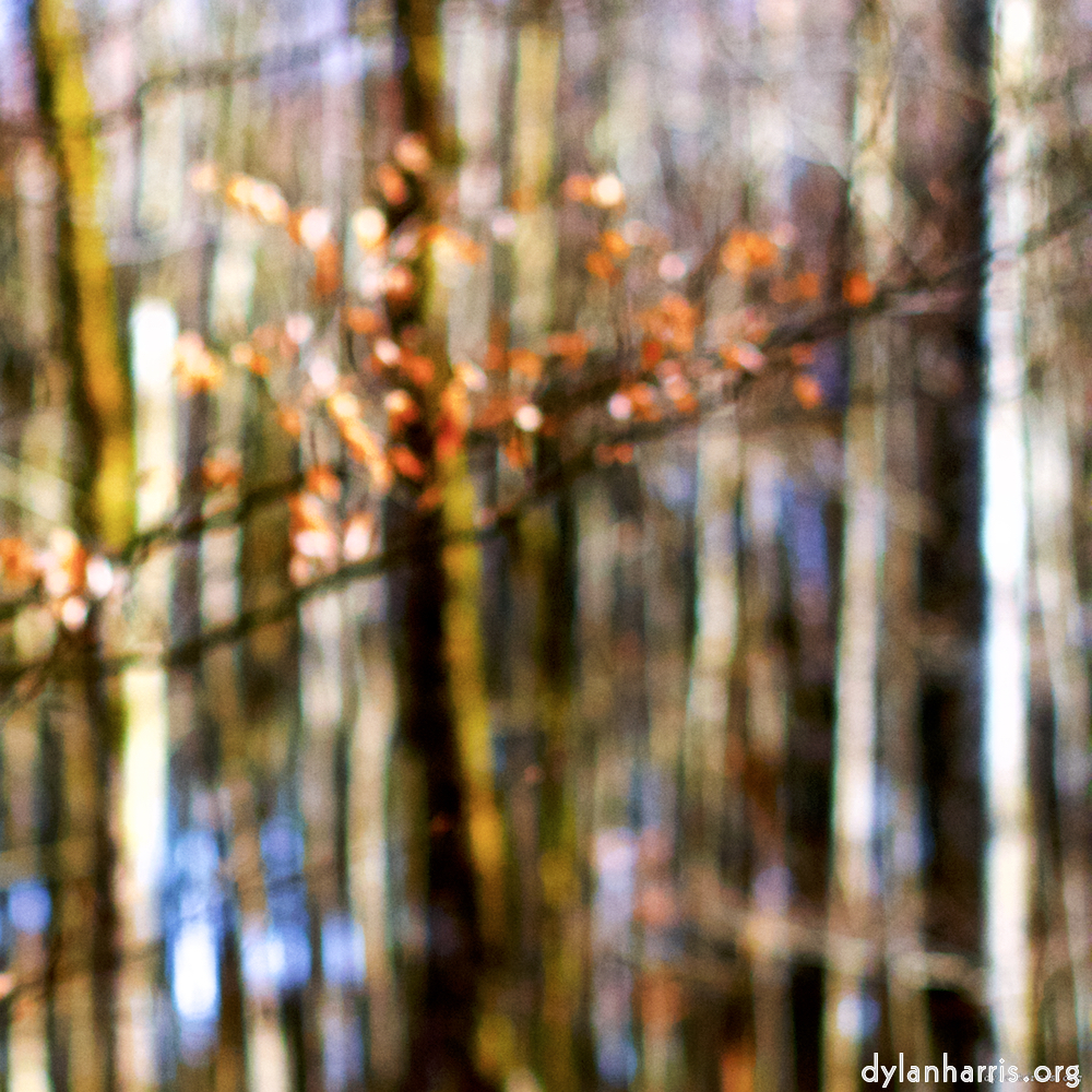 image: This is &lsquo;wood (xxviii) 1&rsquo;.