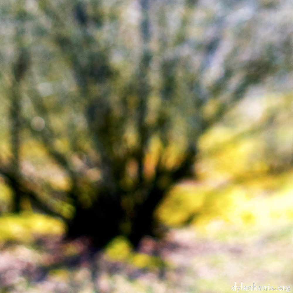 image: is it a spider? no it&nbsp;s a tree. and blurry.