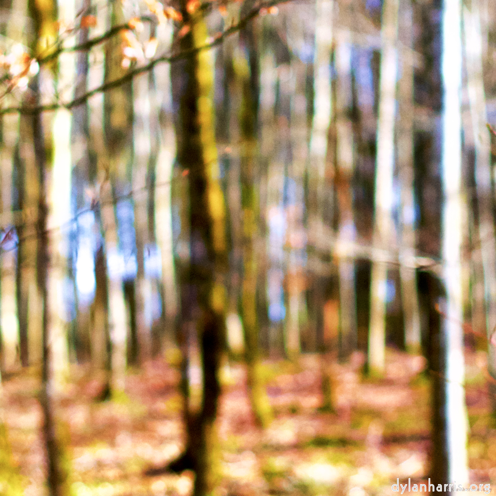 Image: Image 'wood (xxviii) 4'.