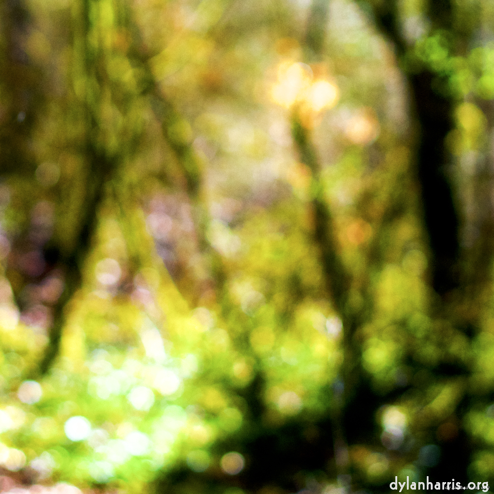 Image: Image 'wood (xxviii) 5'.