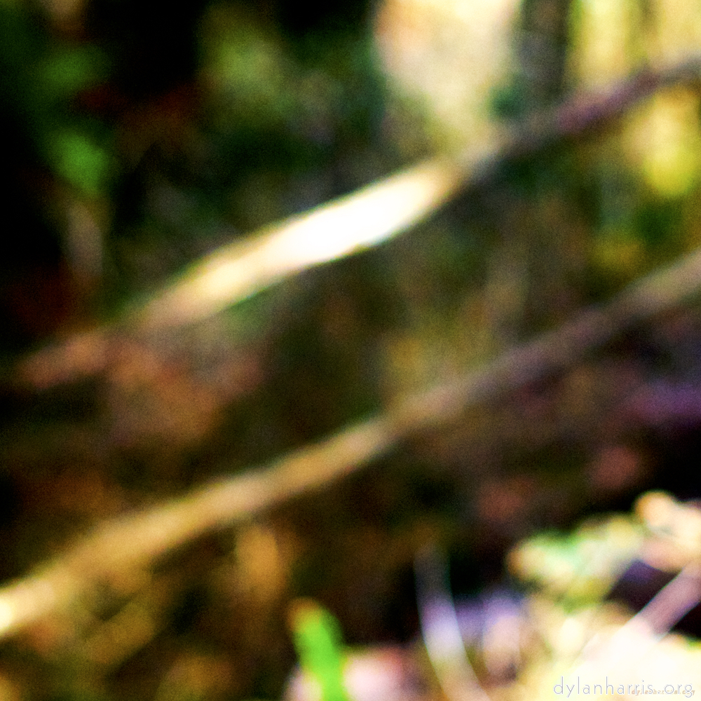 image: This is &lsquo;wood (xxviii) 6&rsquo;.