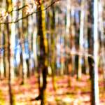 Image: Fourth image from the photoset 'wood (xxviii)'.