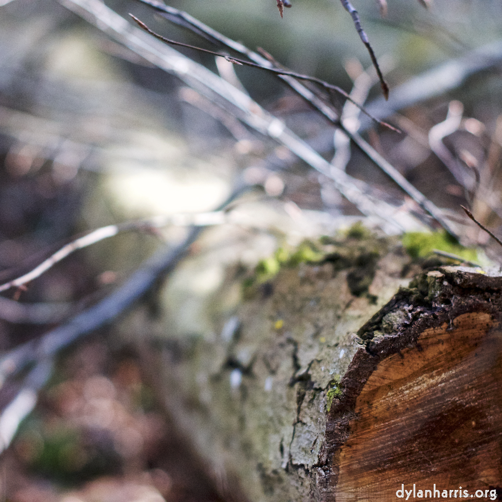 image: This is &lsquo;wood (xxix) 2&rsquo;.