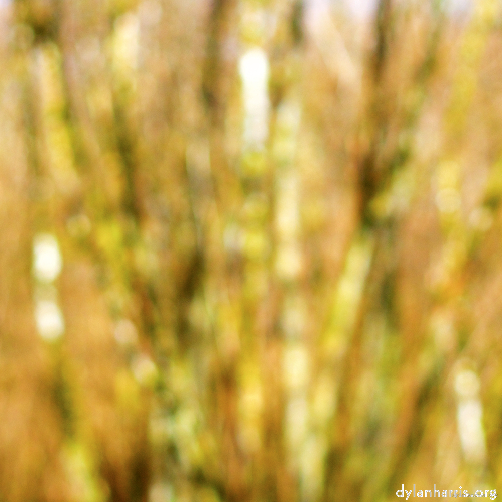 image: This is &lsquo;wood (xxix) 3&rsquo;.