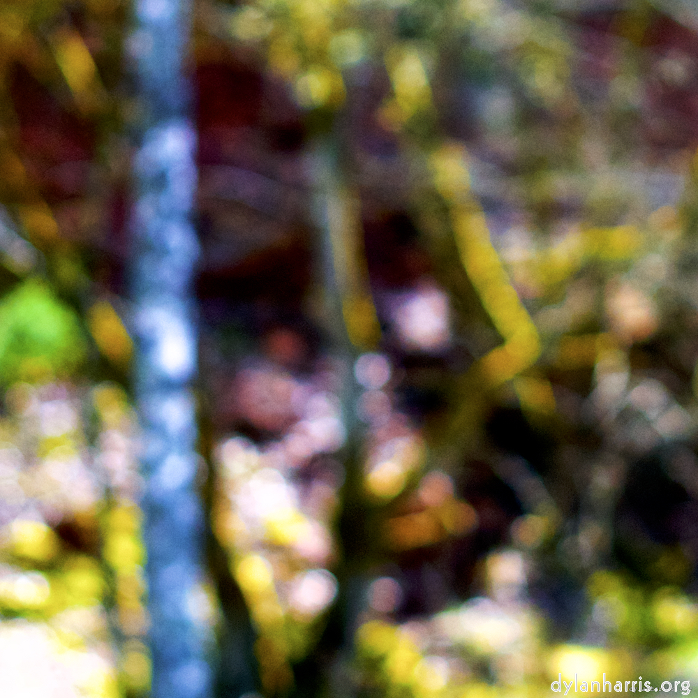 Image: Image 'wood (xxix) 4'.