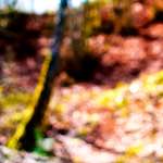 image: Image from the photoset &lsquo;wood (xxix)&rsquo;.