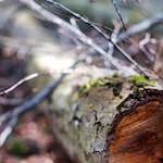 image: Image from the photoset &lsquo;wood (xxix)&rsquo;.