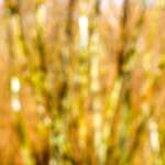 image: Image from the photoset &lsquo;wood (xxix)&rsquo;.