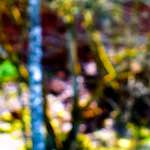 image: Image from the photoset &lsquo;wood (xxix)&rsquo;.