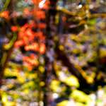 image: Image from the photoset &lsquo;wood (xxix)&rsquo;.