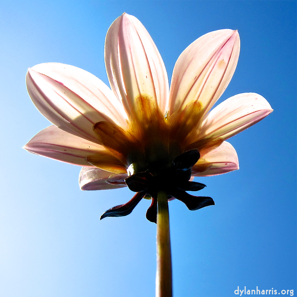 image: This is &lsquo;flowers of esch (civ) 5&rsquo;.