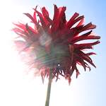 Image: First image from the photoset 'escher blummen (civ)'.