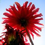 Image: Fourth image from the photoset 'escher blummen (civ)'.