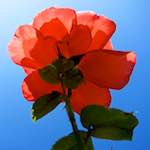 Image: Sixth image from the photoset 'escher blummen (civ)'.