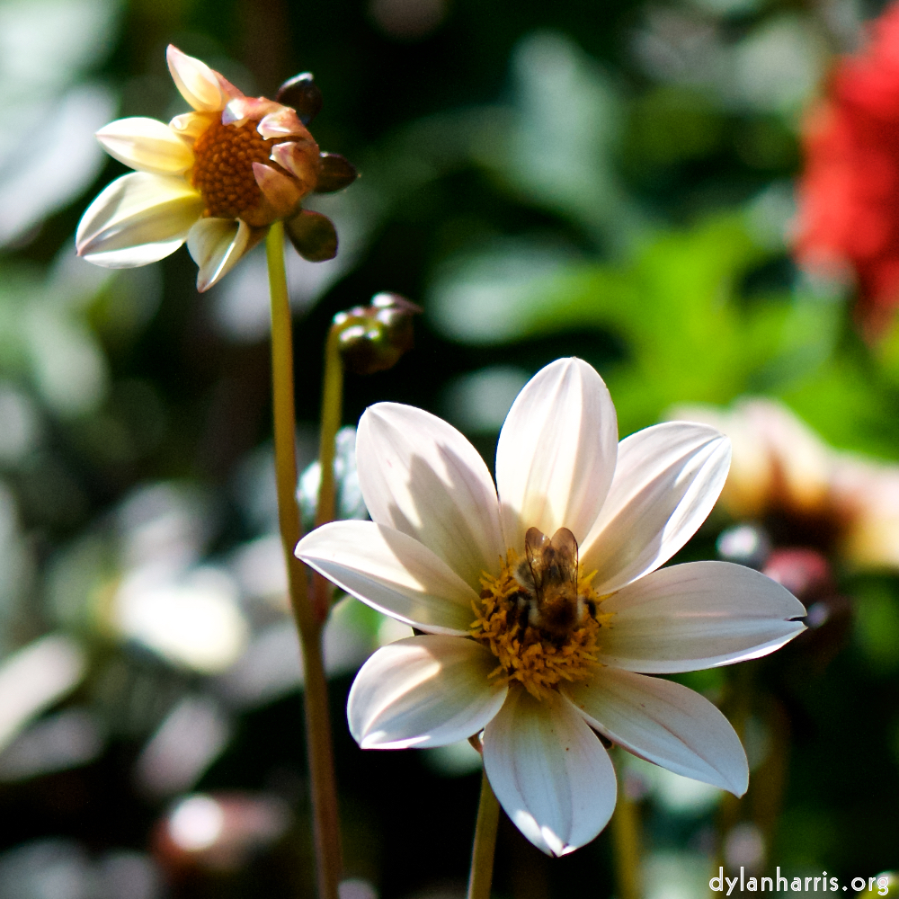 Image: Image 'escher blummen (cv) 1'.