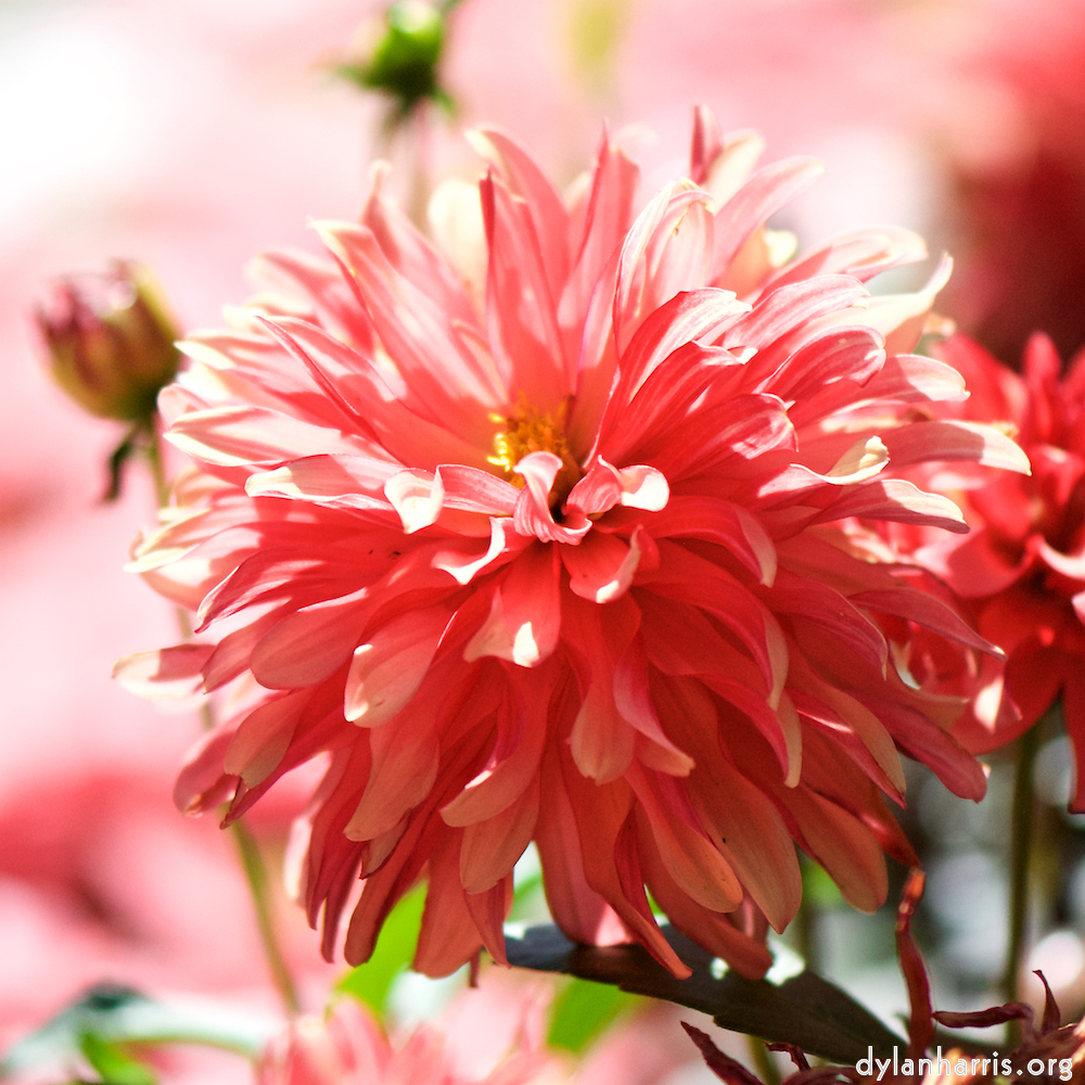 image: This is &lsquo;escher blummen (cv) 2&rsquo;.