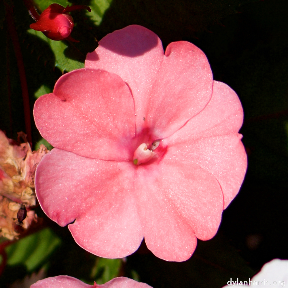 image: This is &lsquo;escher blummen (cv) 4&rsquo;.