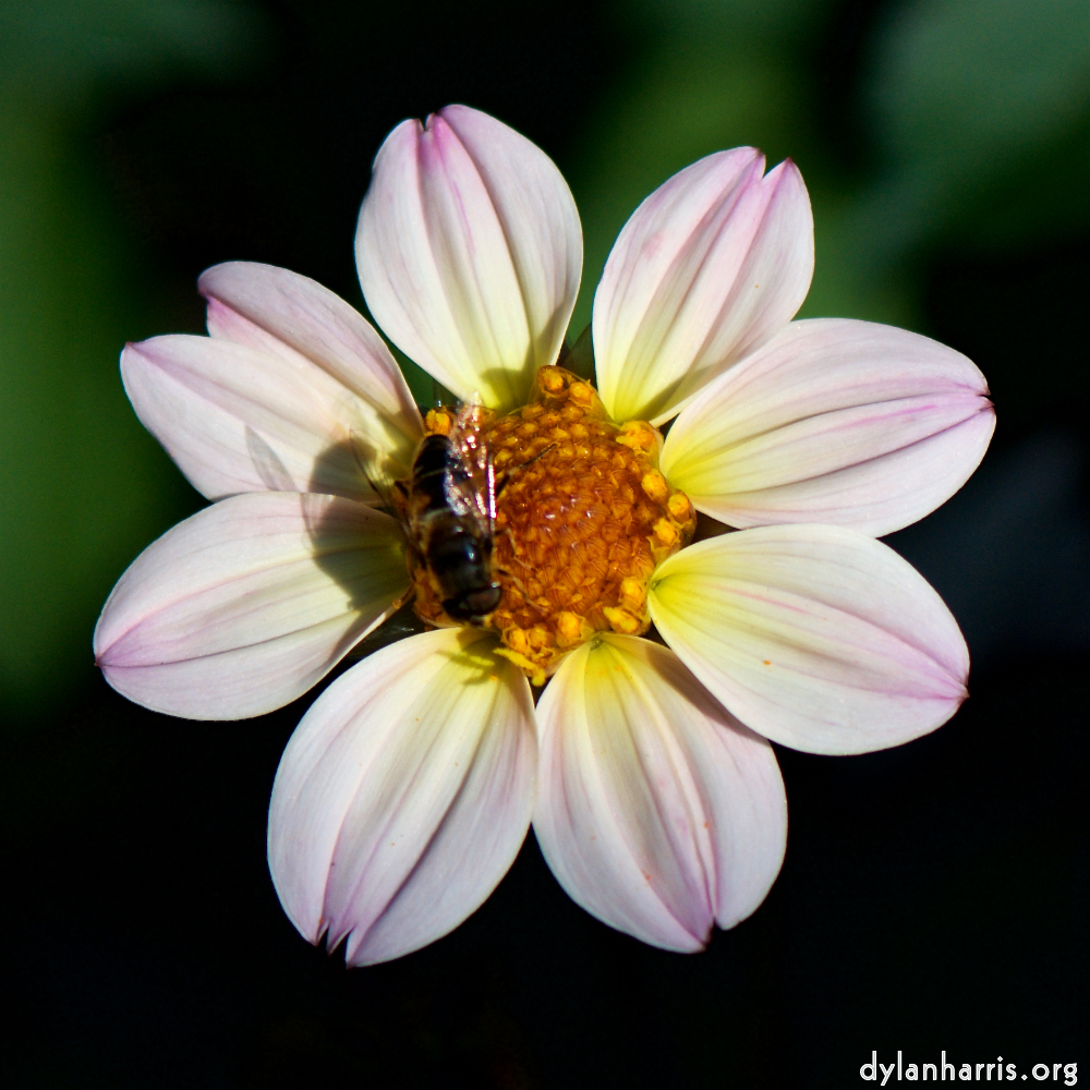 image: This is &lsquo;escher blummen (cv) 5&rsquo;.