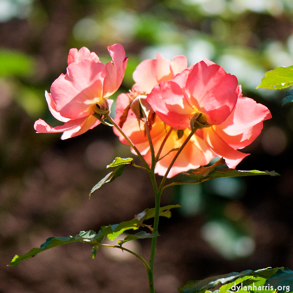 Image: Image 'escher blummen (cv) 6'.