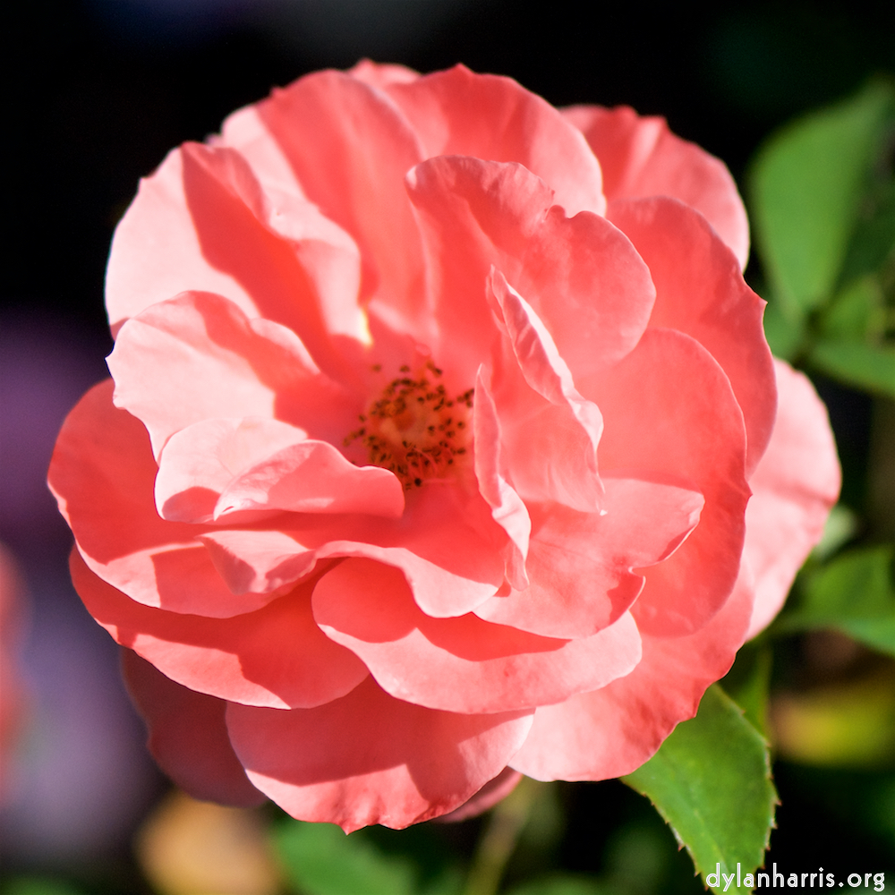 Image: Image 'escher blummen (cvi) 1'.