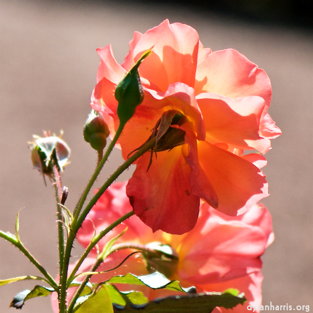 Image: Image 'escher blummen (cvi) 3'.