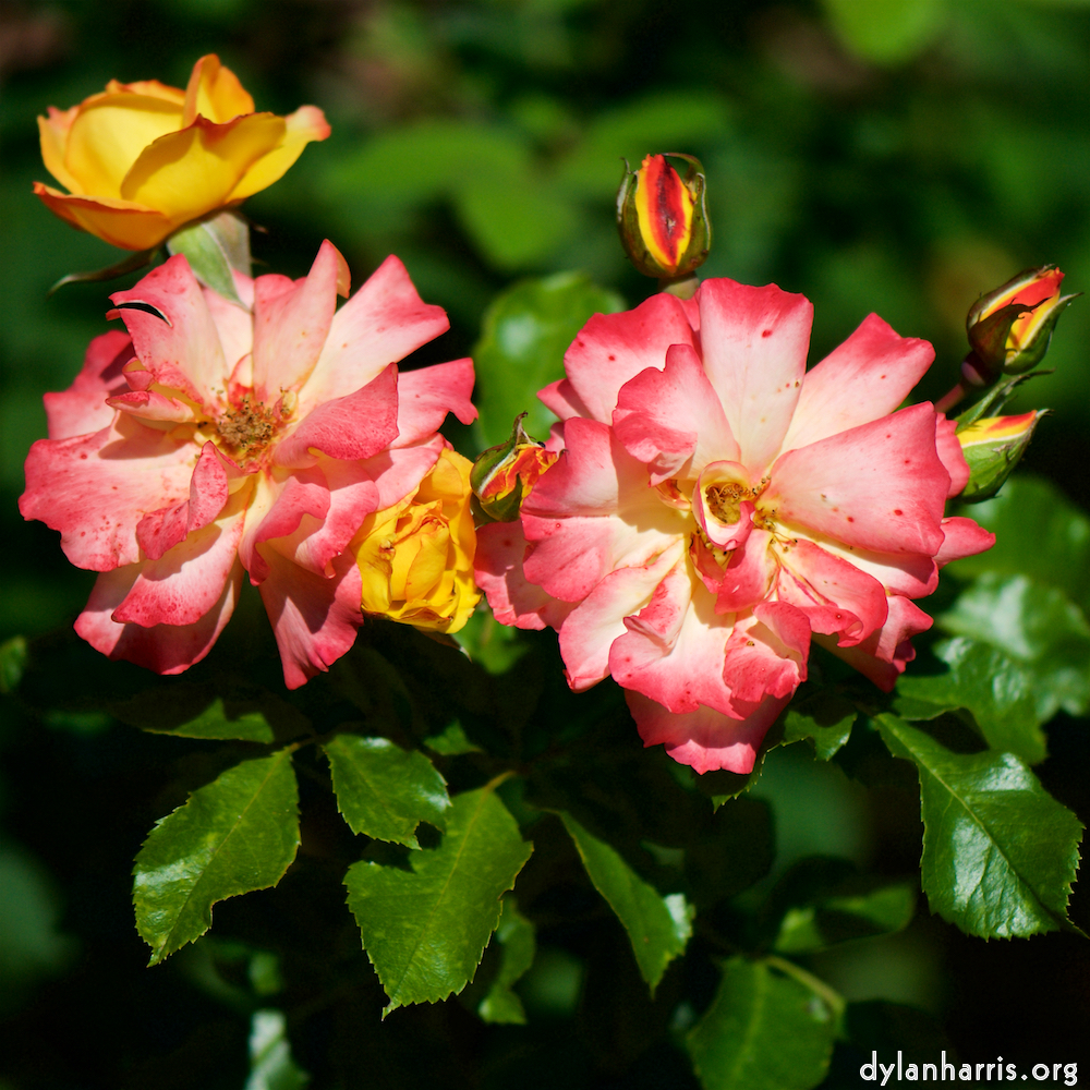 Image: Image 'escher blummen (cvi) 5'.