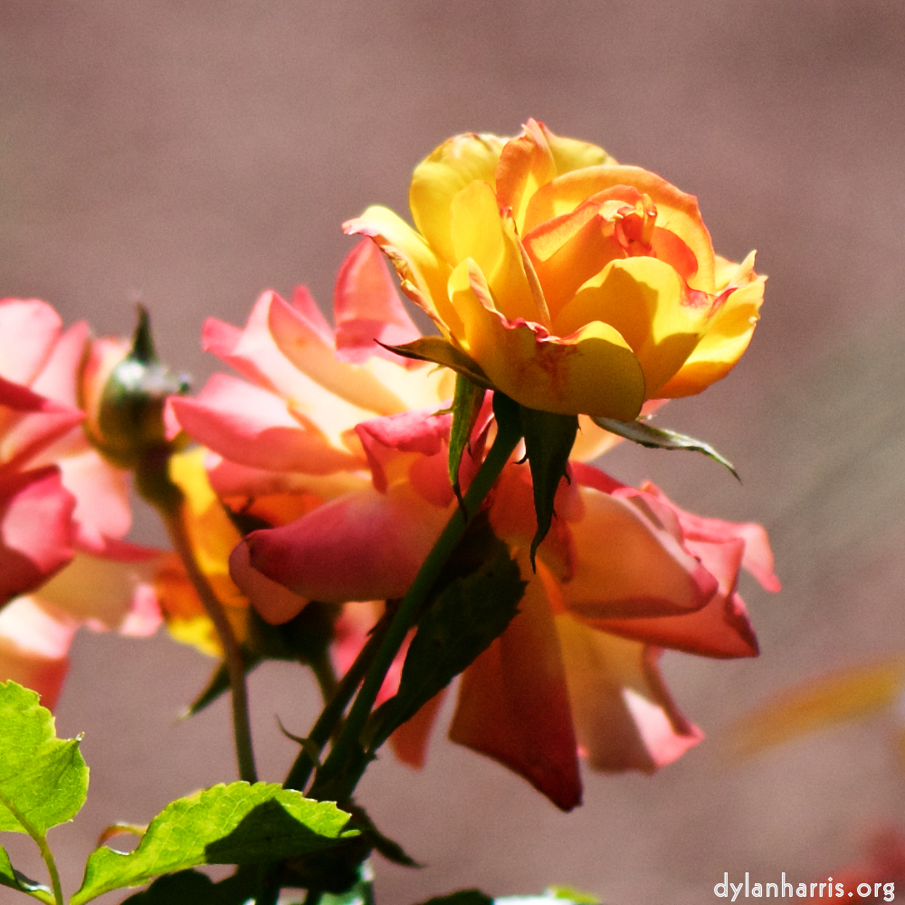 Image: Image 'escher blummen (cvi) 6'.