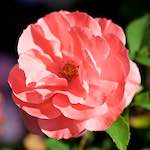 Image: First image from the photoset 'escher blummen (cvi)'.