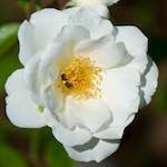 Image: Fourth image from the photoset 'escher blummen (cvi)'.