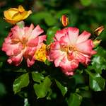 Image: Fifth image from the photoset 'escher blummen (cvi)'.